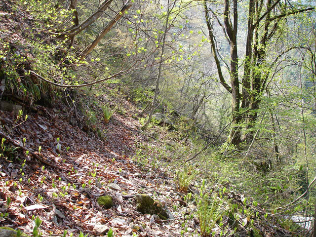 ���،ːX�ѓS��,�R���J����,�ѓS,�p����