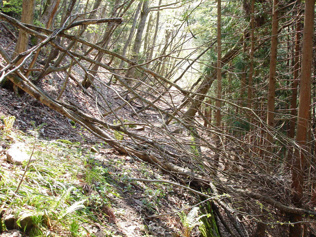 ���،ːX�ѓS��,�ѓS,�p����,����