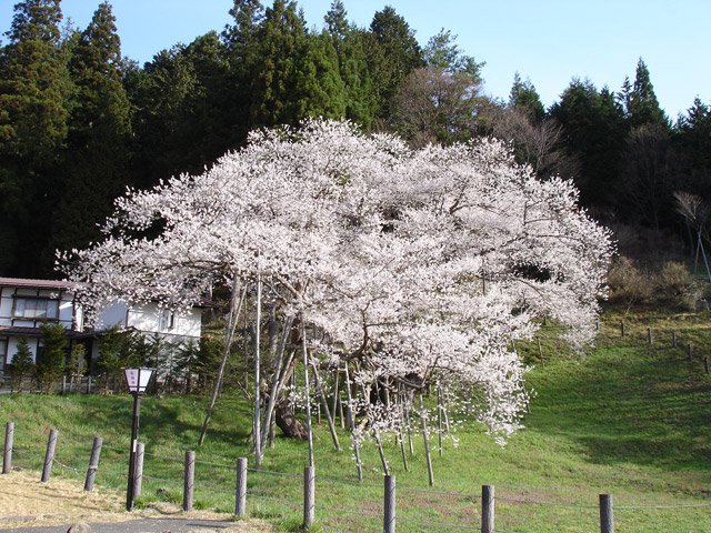 ��m�{��ԏ�