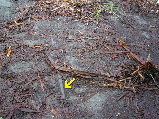 ����X�ѓS��,�ѓS,�p����,�C�U��,���[��,���H