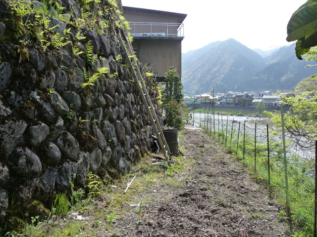 ����X�ѓS���{���u�v�c�싴���[���v