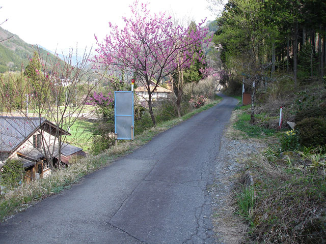 ����X�ѓS���{���u�Îq�[�办�J�����v