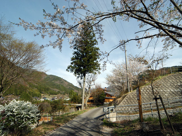 ����X�ѓS���{���u�Îq�[�办�J�����v