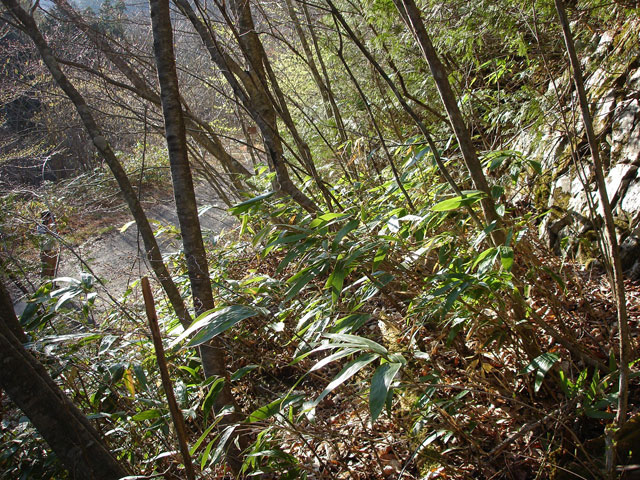 ����X�ѓS�����͐��u��1�������[�q�����v