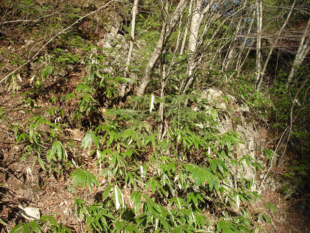 ����X�ѓS�����͐��u��1�������[�q�����v