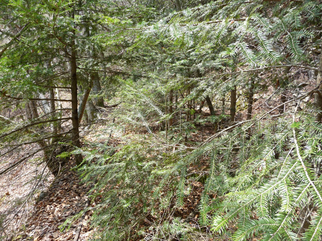 ���͐X�ѓS��,�ѓS,�p����,�㕔�O��,����