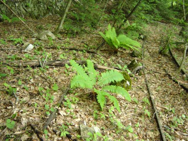 ���͐X�ѓS��,�ѓS,�p����,�㕔�O��,���É��c�ы�,����c�я�