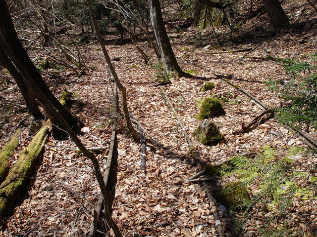 ���͐X�ѓS��,�ѓS,�p����,�㕔�O��,���É��c�ы�,����c�я�