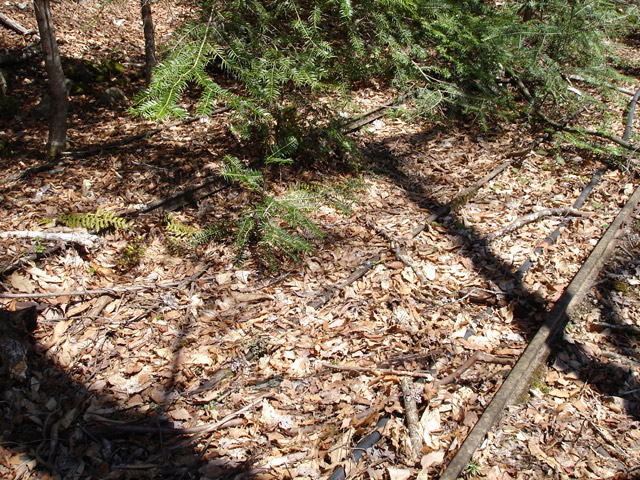 ���͐X�ѓS��,�ѓS,�p����,�㕔�O��,���É��c�ы�,����c�я�