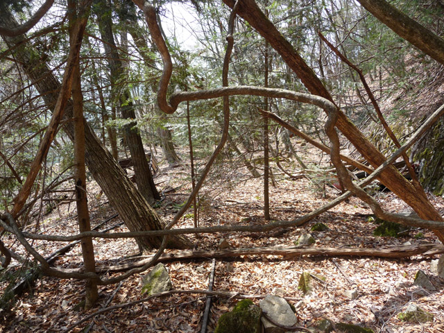 ���͐X�ѓS��,�ѓS,�p����,�㕔�O��,���[��,���H