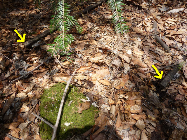 ���͐X�ѓS��,�ѓS,�p����,�㕔�O��,����,���[��