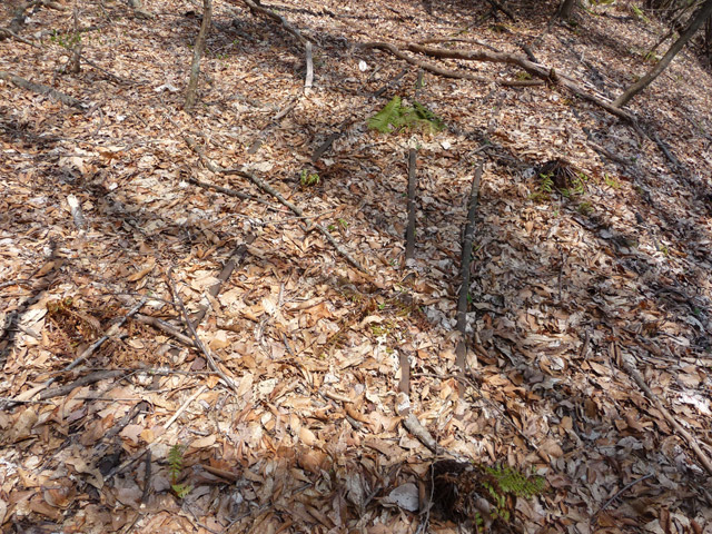 ���͐X�ѓS��,�ѓS,�p����,�㕔�O��,����,���[��,����c�я�