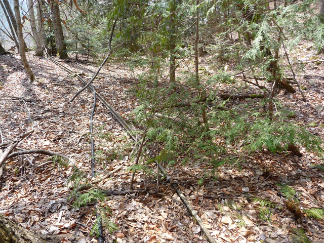 ���͐X�ѓS��,�ѓS,�p����,�㕔�O��,����,���[��,����c�я�