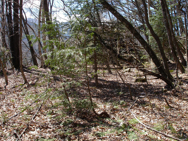 ���͐X�ѓS��,�ѓS,�p����,�㕔�O��,����,���[��,����c�я�