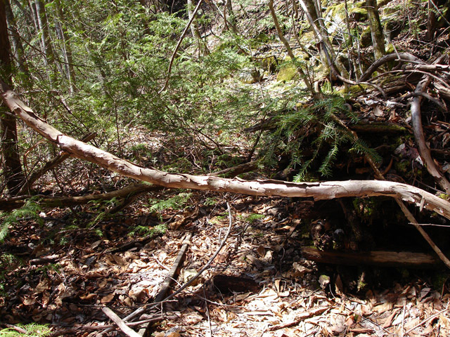 ����X�ѓS�����͐�,�ѓS,�p����,�ѓ�,�O����