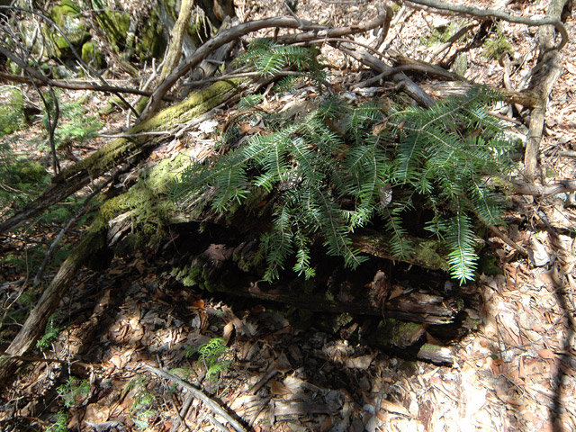 ����X�ѓS�����͐�,�ѓS,�p����,�ѓ�,�O����