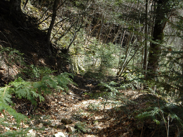 ���͐X�ѓS��,�ѓS,�p����,����c�я�,�㕔�O��,�Ί_