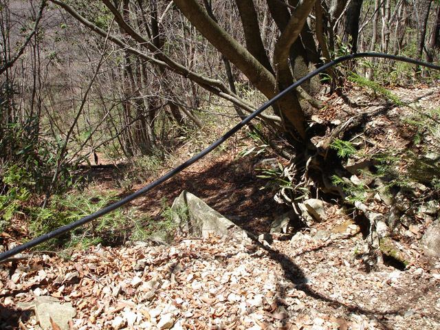 ���͗ѓS,�X�ѓS��,�p����,�㕔�O��,����,�؂�ʂ�