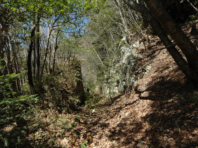 ����X�ѓS�����͐�,�ѓS,�p����,����,�؂�ʂ�