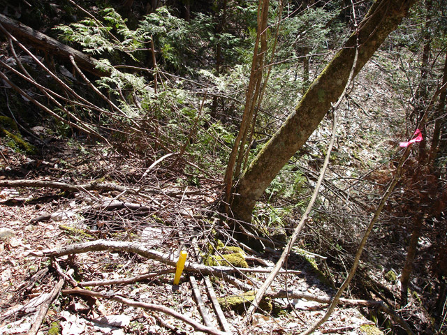 ���͐X�ѓS��,�ѓS,�p����,����c�я�,�O����