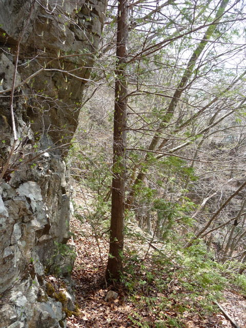 ���͐X�ѓS��,�ѓS,�p����,����c�я�,�㕔�O��,�O����