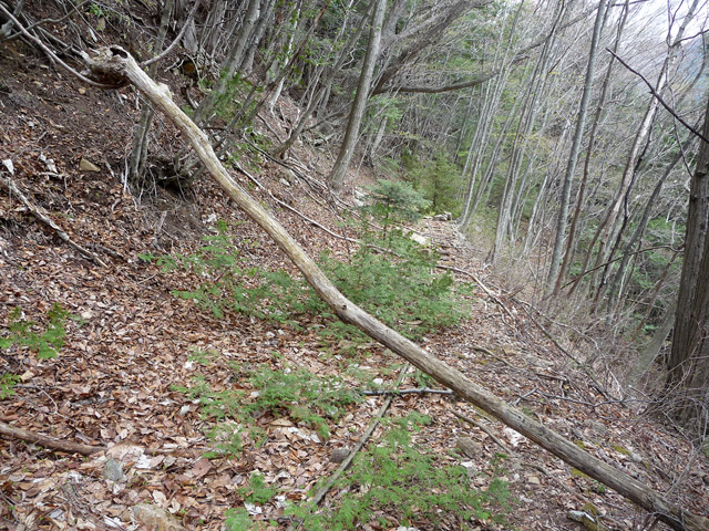 ���͐X�ѓS��,�ѓS,�p����,����c�я�,�O����,���