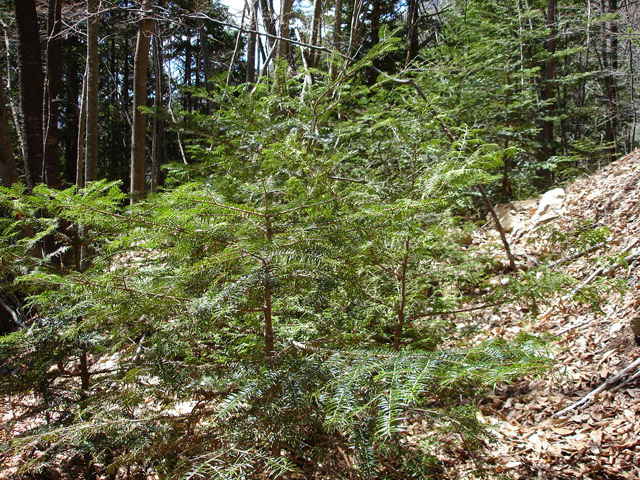 ���͐X�ѓS��,�ѓS,�p����,����c�я�,�O����,���