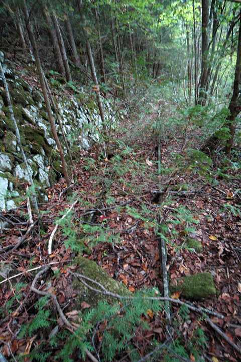 ���͐X�ѓS��,�ѓS,�p����,����c�я�,�㕔�O��,���[��,���H